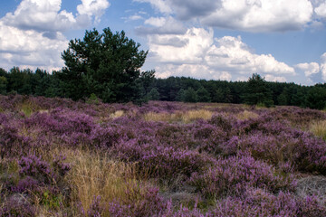 Fototapeta na wymiar Heather field nature scenery in Weerterheide photo made outside on 2 september 2020