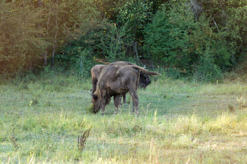 European bison - Bison bonasus .in the Moldavian reserve.