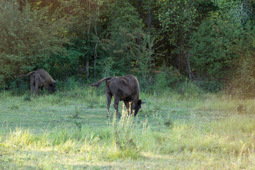 Fototapeta na wymiar European bison - Bison bonasus .in the Moldavian reserve.
