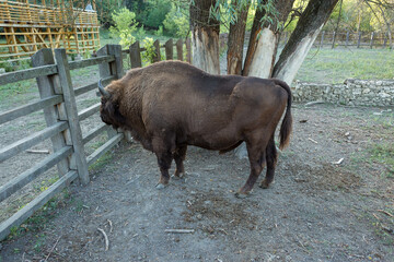 European bison - Bison bonasus .in the Moldavian reserve. © Mountains Hunter