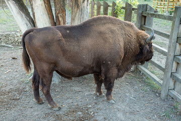 European bison - Bison bonasus .in the Moldavian reserve. © Mountains Hunter