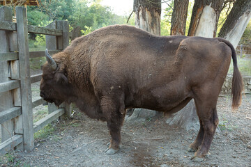 European bison - Bison bonasus .in the Moldavian reserve. © Mountains Hunter