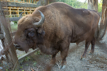 European bison - Bison bonasus .in the Moldavian reserve. © Mountains Hunter