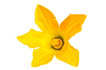 Squash flower head