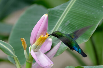 Un beau colibri à la recherche du nectar de la fleur,  Guadeloupe © amskad