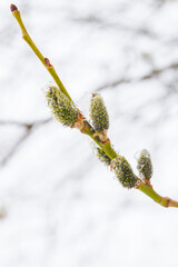 In the spring the willow tree bloomed in the garden and the snow fell