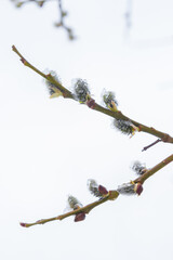 In the spring the willow tree bloomed in the garden and the snow fell