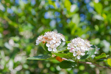 White flowers of a flowering Bush of black-fruited mountain ash in summer