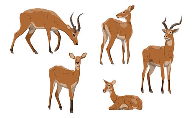 Antelope Cob set. Males with horns and females of Kobus kob thomasi. Mammals of Central Africa. Vector illustration set.