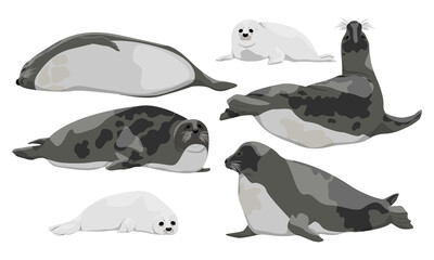 Harp Seal, saddleback seal or Greenland Seal. Males, females and pups of Pagophilus groenlandicus. Animals mammals of the Arctic. Vector illustration set.