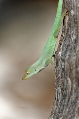 les belles couleurs des iguanes, des lézards et des caméléons
