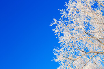 Birches in winter frozen by snow and ice rain with astonishing blue sky behind its treetops