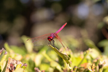 Close up of a pink dragonfly resting on top of a small flower in the garden