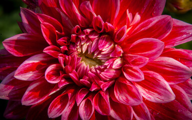 Close-up pink red dahlia flower