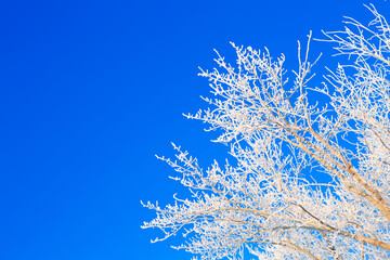 Birch trees covered by snow against blue sky. Winter landscape