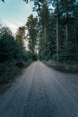 Logging road or path in the forest at dusk. Vertical orientation