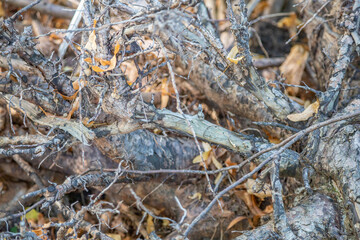 Large dried roots of trees as decoration of the yard