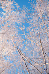 Birch trees covered by snow against blue sky. Winter landscape
