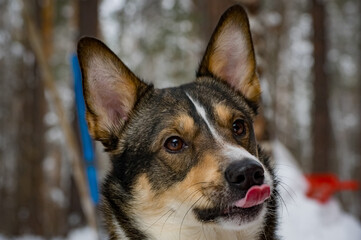 Muzzle dog close up