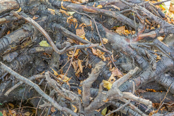 Large dried roots of trees as decoration of the yard