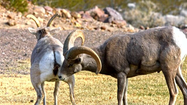 Wild Sheep in Nevada USA