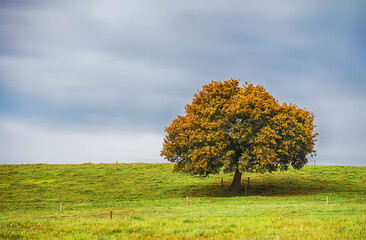 A lonely tree on the horizon with dry leaves in autumn