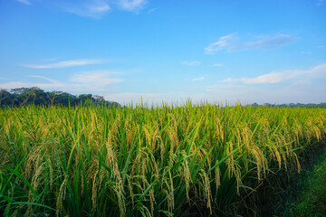 Rice fields or paddy under blue skies 