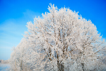 Snow and frost covered tree branches against blue sky