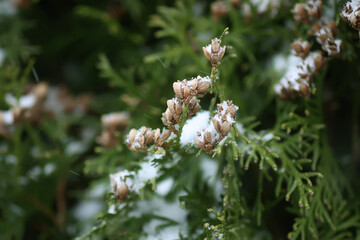 Thuja tree branches in snow
