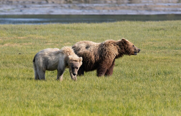 Alaska, Lake Clark National Park, Seward, Homer