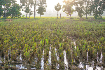 Rice fields or paddy fields in the countryside 