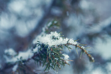 Winter nature details in countryside. Juniper branches in snow