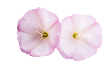 bindweed flower isolated