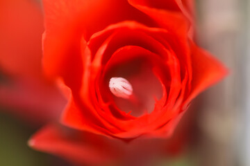 Blooming cactus red flowers close up