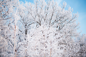 Winter morning in the mountains. Snow-covered tree branches against the blue sky