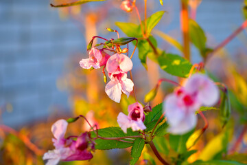 Pink flowers Of balsam Nedotrogi (Latin Impátiens glandulífera) in the rays of the setting sun