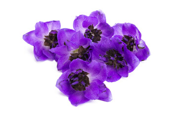 delphinium flower isolated