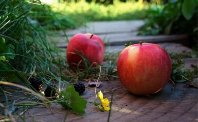 apples in the garden