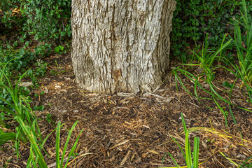 Tree trunk with wood chip mulch