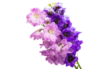 Obraz premium delphinium flower isolated