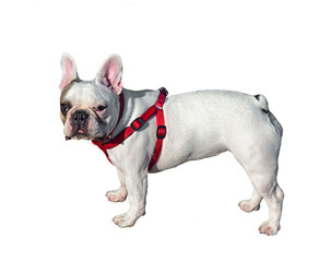 Fototapeta premium Dog French Bulldog on white background