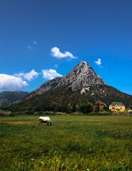 mountain landscape with blue sky and clouds and cow