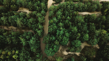 green moss on a tree