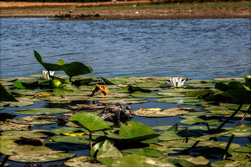 Buldan Süleymanlı (Plateau) Lake,Buldan,Denizli,Turkey