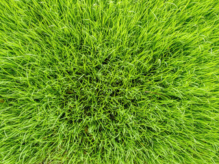 Young rice growing in the paddy field