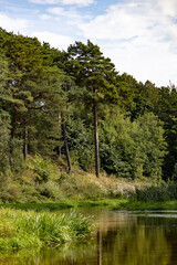 Fototapeta premium Small river in the forest