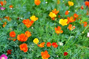 Flowers carpet Escholzia yellow and red flowers