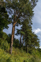 Pine tree and the blue sky
