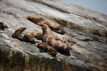 Seward Glaciers Sea Wildlife Alaska