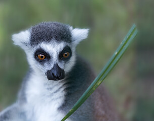 ring tailed lemur